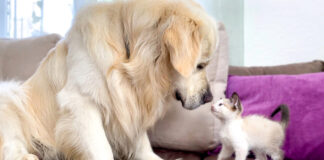 一緒に遊ぶ犬と子猫