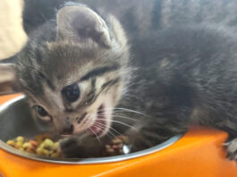 勢いよくご飯を食べる子猫