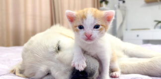 子犬と遊びたい子猫