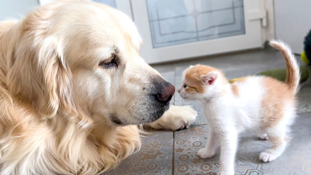 goldenfriend_neko_title-