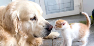 犬と子猫