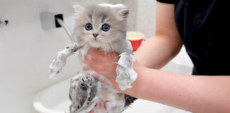 お風呂に入る子猫