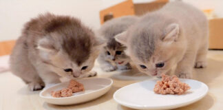 離乳食を食べる子猫達