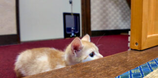 旅館の部屋に遊びにきた子猫