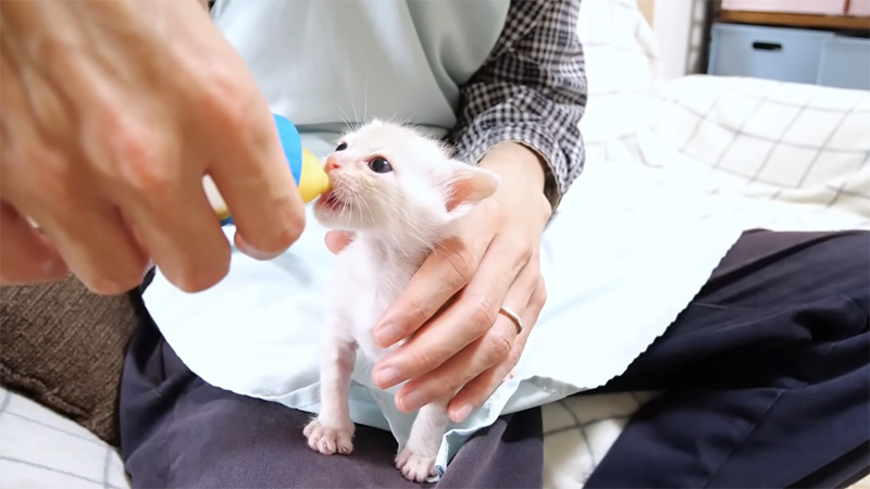 ミルクを飲む子猫