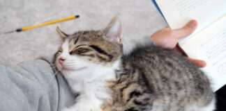 腕枕で眠る子猫