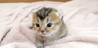 母猫を探し回る子猫