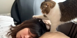 ママを起こす猫