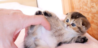 撫でるとヘソ天する子猫
