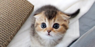 誘ってくる子猫