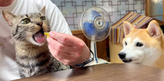 お芋を食べる猫