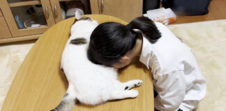 お腹を差し出す猫