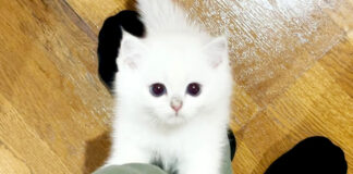 足にくっつく子猫