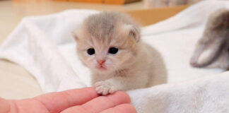お手をする子猫