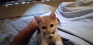 旅館で起こしに来た子猫