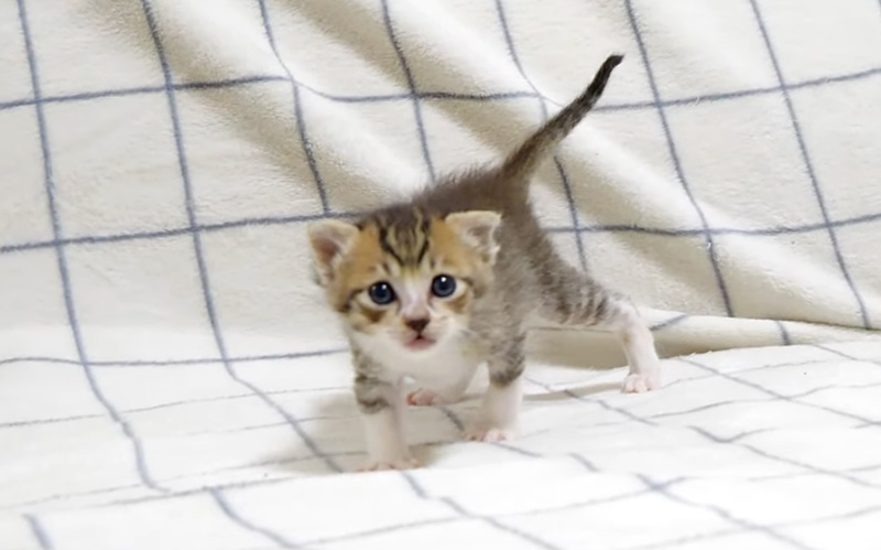 散歩する子猫