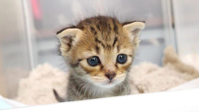 可愛い子猫