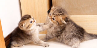 バトルする子猫達
