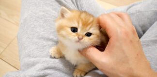 膝の上の子猫