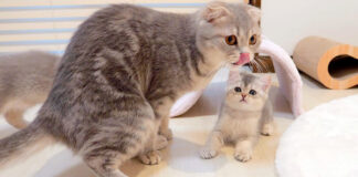 母猫に突撃する子猫