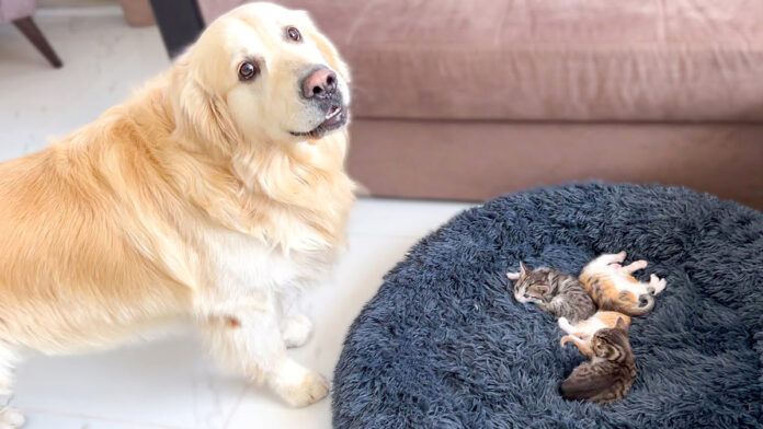 子猫達にベッドを取られた先住犬