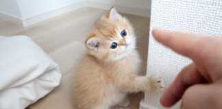掴まり立ちができるようになった子猫