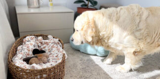 子猫が気になるゴールデンレトリバー