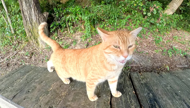 ナデナデを要求する猫