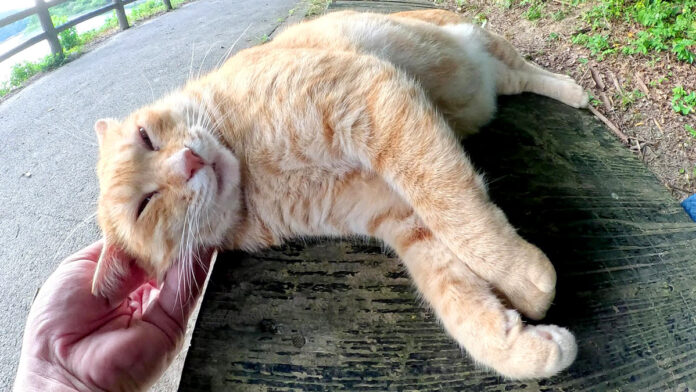 ナデナデを堪能する猫