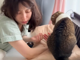 ママを起こす猫