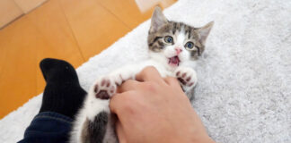 飼い主さんと遊ぶ子猫