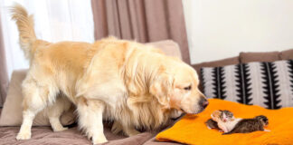 子猫が気になる先住犬