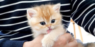 手を舐める子猫