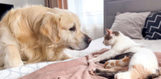 猫の親子が気になる犬