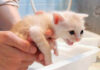 初めてシャンプーする子猫