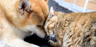 頭をグリグリする猫