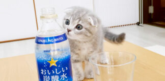 炭酸水が気になる子猫