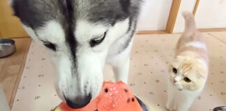 スイカを食べるハスキー犬