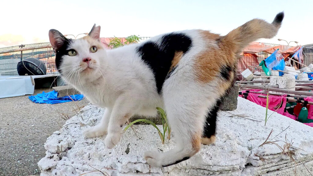 heartmark_neko_title-1024x576.jpg