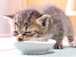 離乳食を食べる子猫