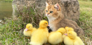 アヒルのヒナと冒険する子猫