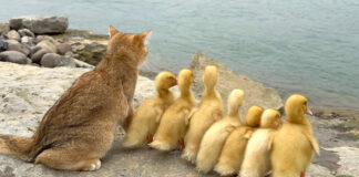 ヒナと冒険をする子猫
