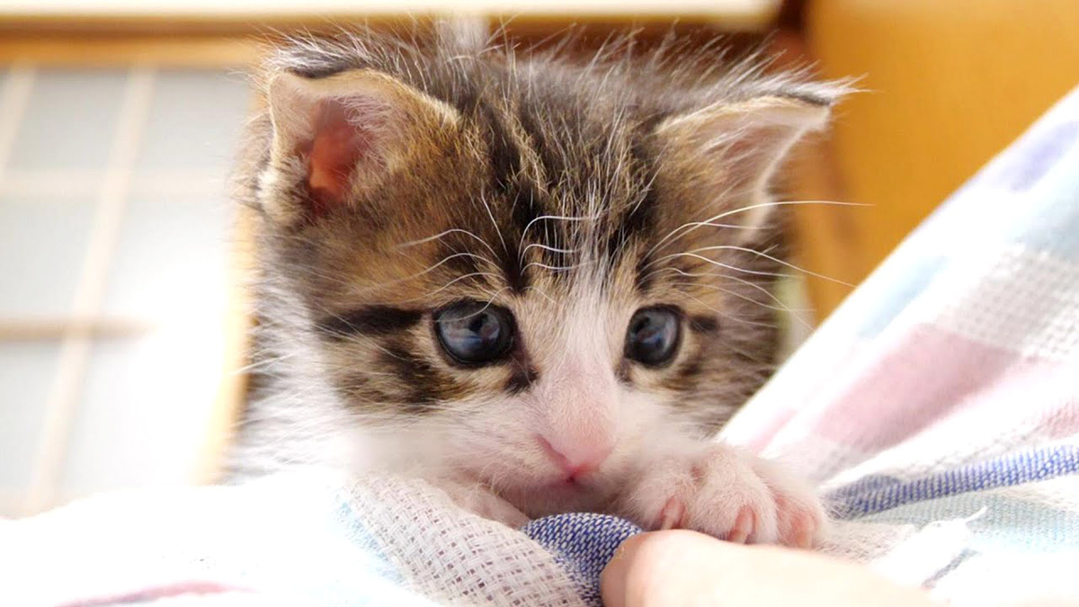 hisasiburi_neko_title.jpg hisasiburi_neko_title.jpg