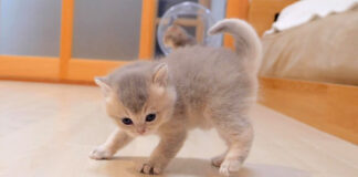 威嚇する子猫