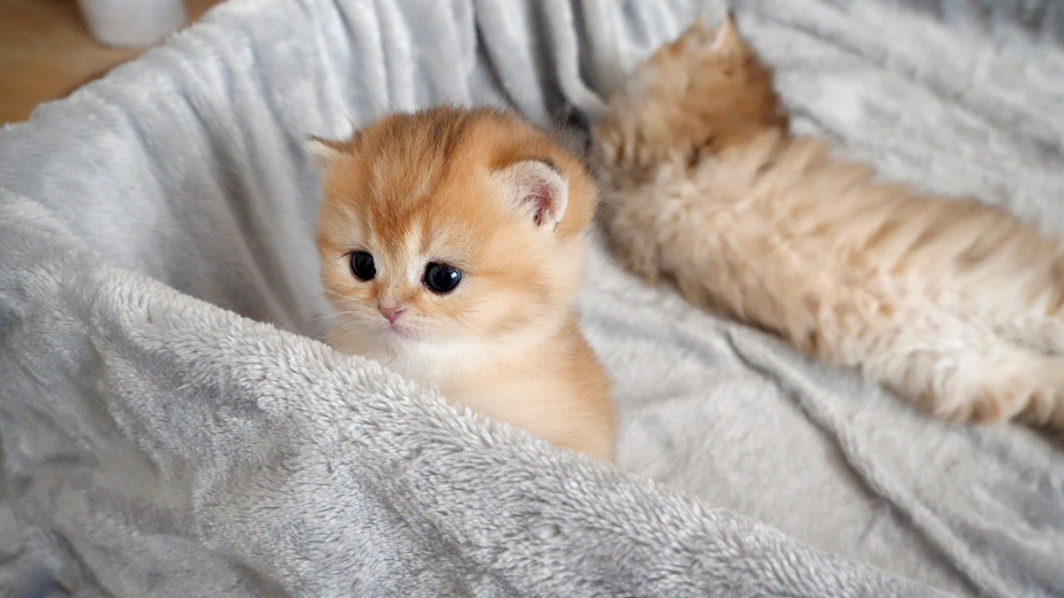 くしゃみをした姉猫を気遣う子猫の優しさに心がポカポカ温まる (*´ｪ