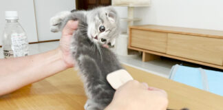 ブラッシングを拒否する子猫