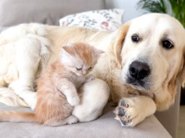 子猫が気になる犬