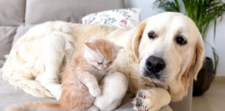 子猫が気になる犬