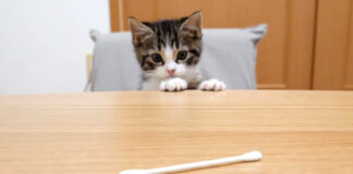 綿棒が気になる子猫