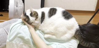 背中に乗る猫